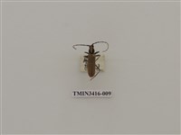 藏品(一色深山天牛)的圖片